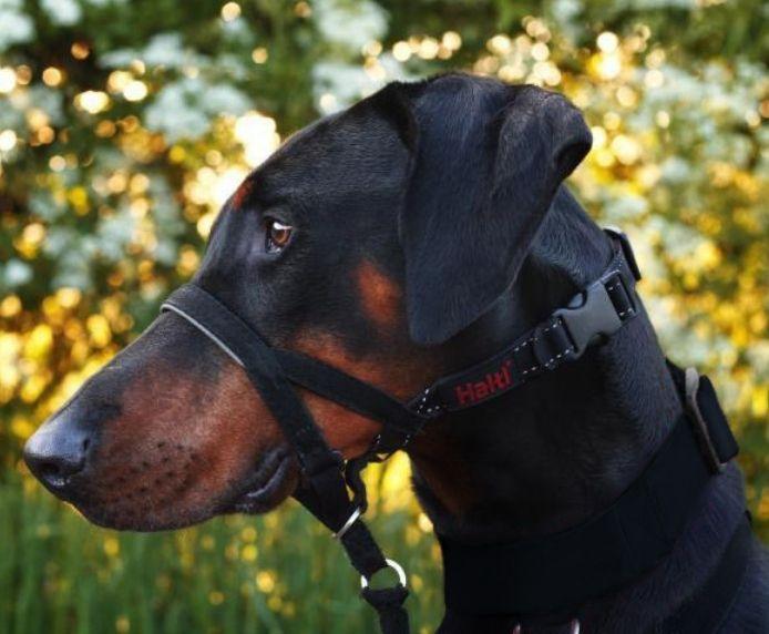 Company of Animals Black Halti Headcollar (size 3)