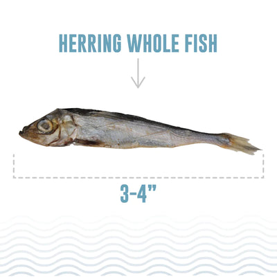 ICELANDIC HERRING WHOLE DOG 9OZ