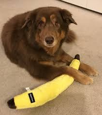 ZIPPY PAWS JIGGLERZ BANANA