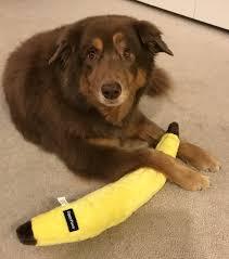 Zippy Paws Jigglerz Banana