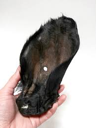 Grand Valley Quail Pet Beef Ears With Fur Small (1pc)