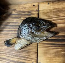 Grand Valley Quail Pet Salmon Heads Halves (1pc)