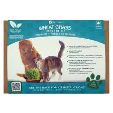 UGROGREENS WHEAT GRASS GROW KIT