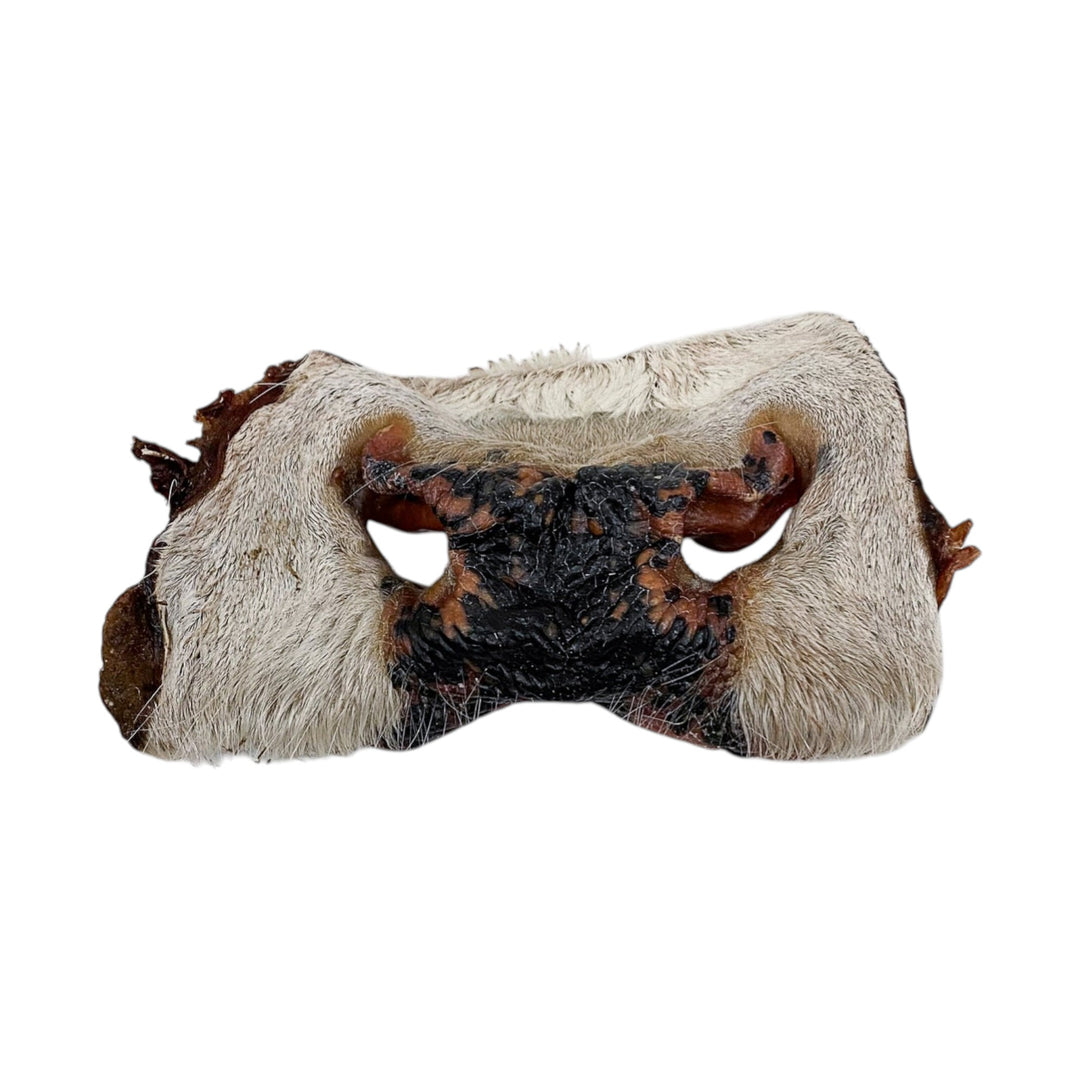 Grand Valley Quail Pet Beef Snout Small (1pc)