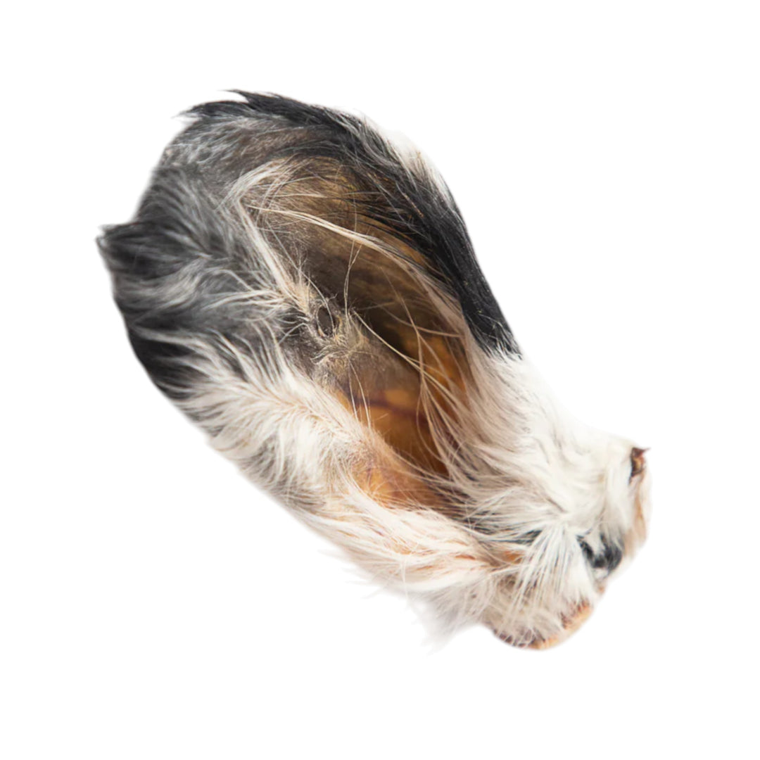 Grand Valley Quail Pet Beef Ears With Fur Small (1pc)