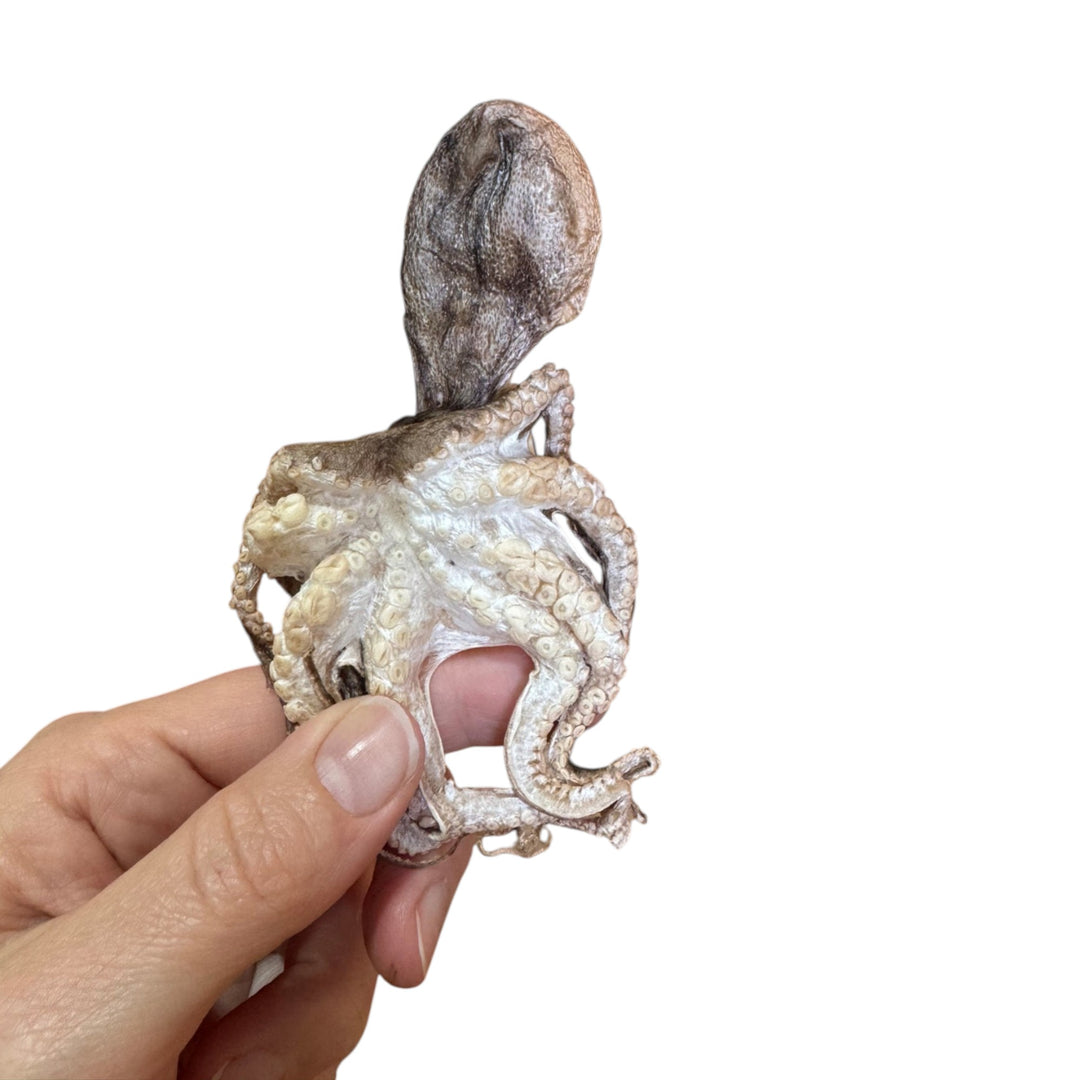 Grand Valley Quail Pet Treats Freeze Dried Octopus (25g)
