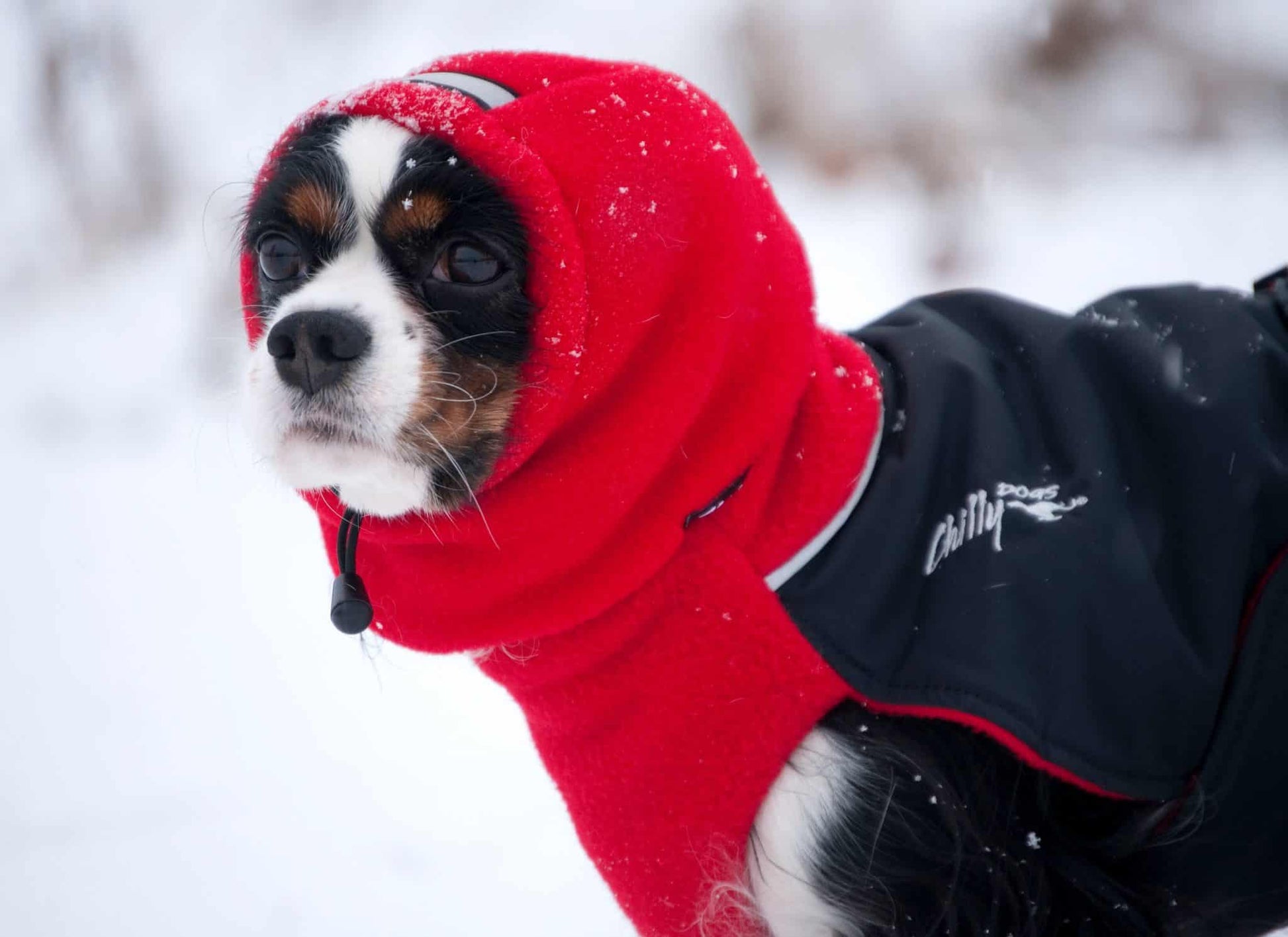 CHILLY DOGS HEAD MUFFS WHIPPET - Tail Blazers Etobicoke